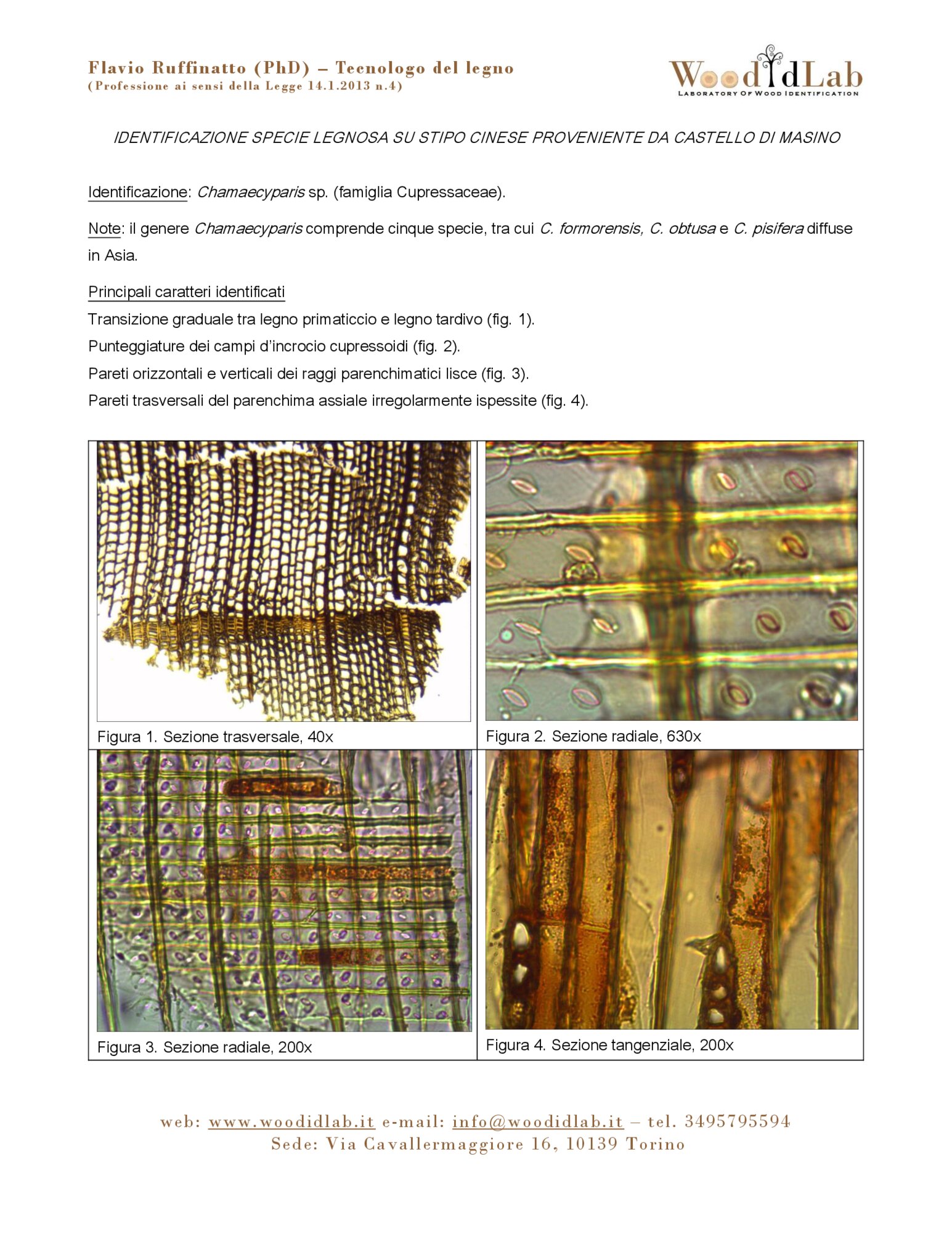 Identificazione specie legnosa