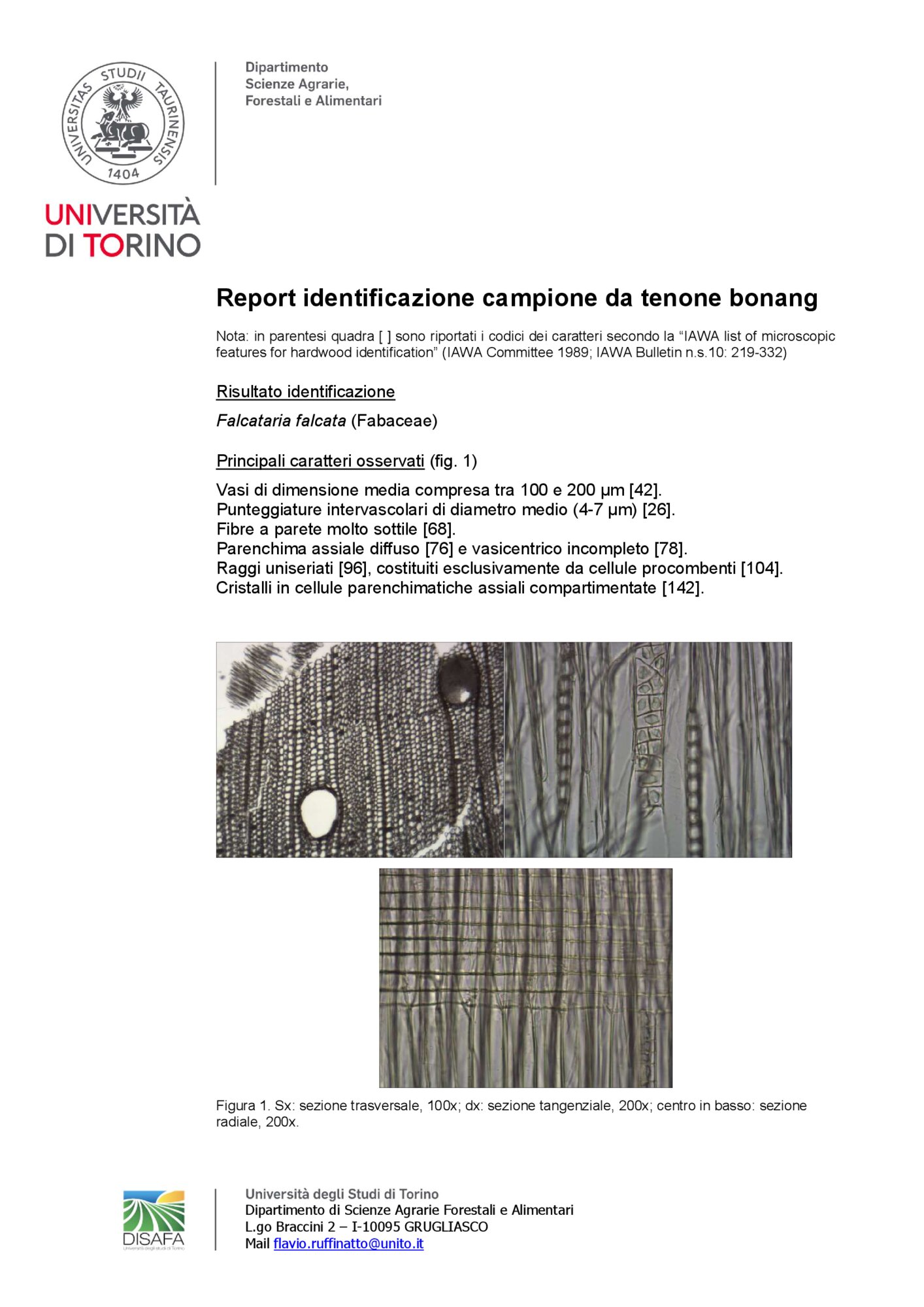 Identificazione specie legnosa