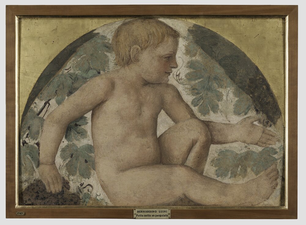 55mc18-DM-2014_Milano, Pinacoteca di Brera, B. Luini, Putto vendemmiante, inv. 5532