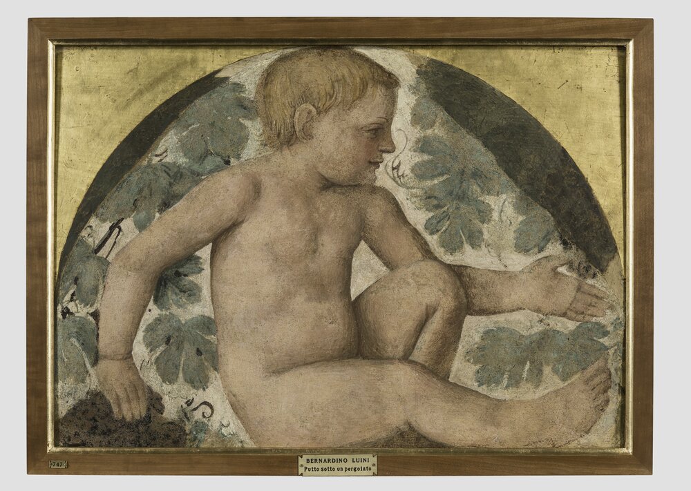 Milano, Pinacoteca di Brera, B. Luini, Putto vendemmiante, inv. 5532 - dopo il restauro