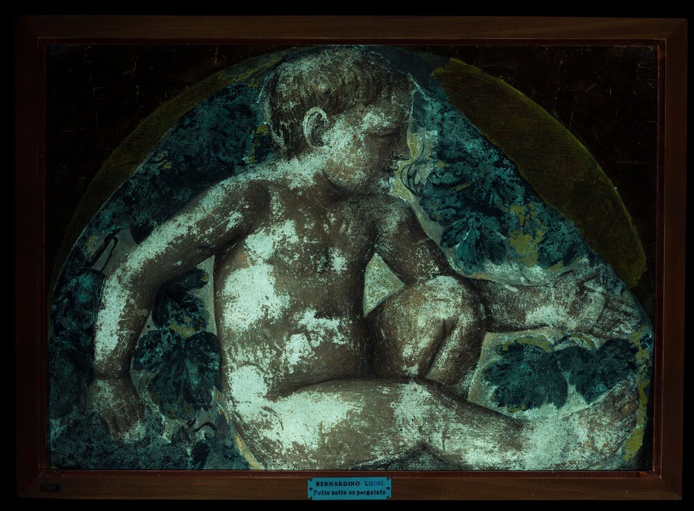 Milano, Pinacoteca di Brera, B. Luini, Putto vendemmiante, inv. 5532 - analisi UV