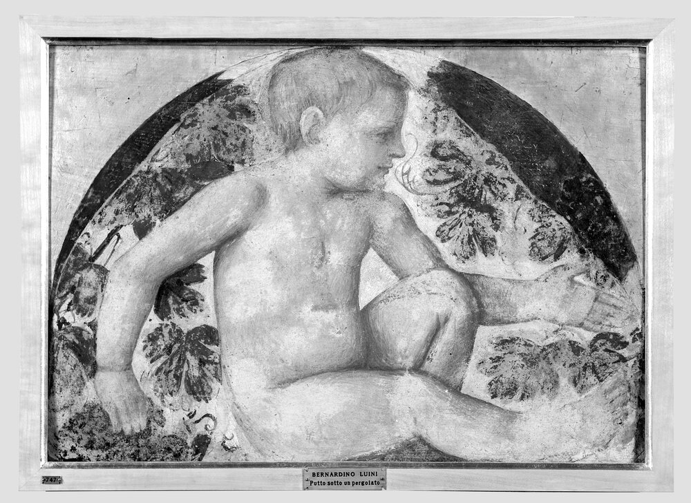 Milano, Pinacoteca di Brera, B. Luini, Putto vendemmiante, inv. 5532 - infrarosso IR (950 nm)
