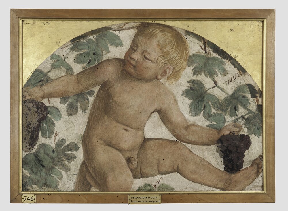 55mc17-DM-2014_Milano, Pinacoteca di Brera, B. Luini, Putto vendemmiante, inv. 5531