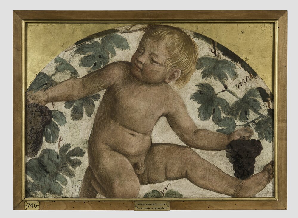 Milano, Pinacoteca di Brera, B. Luini, Putto vendemmiante, inv. 5531 - dopo il restauro