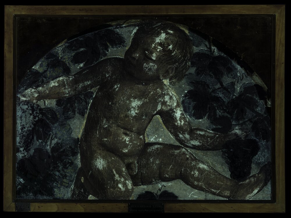 Milano, Pinacoteca di Brera, B. Luini, Putto vendemmiante, inv. 5531 - analisi UV