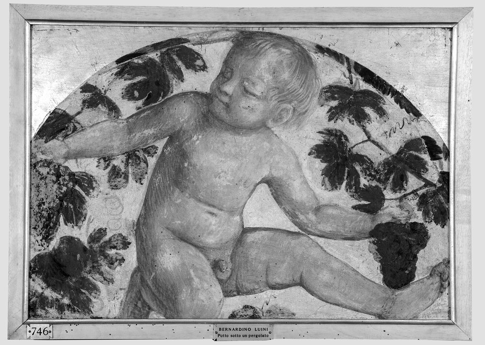 Milano, Pinacoteca di Brera, B. Luini, Putto vendemmiante, inv. 5531 - infrarosso IR (950 nm)