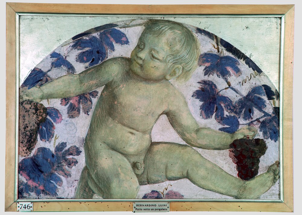 Milano, Pinacoteca di Brera, B. Luini, Putto vendemmiante, inv. 5531 - infrarosso in falso colore (950 nm)