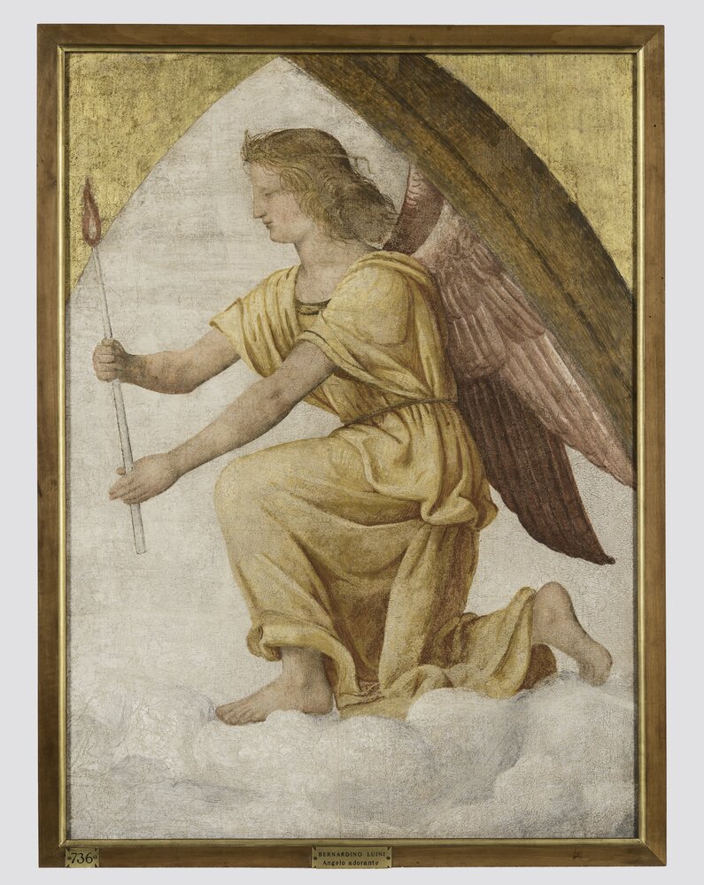 Milano, Pinacoteca di Brera, B. Luini, Angelo orante, inv. 5534 - dopo il restauro
