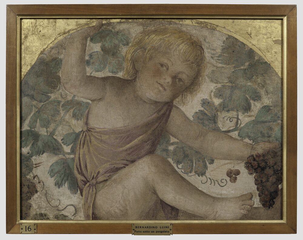 55mc16-DM-2014_Milano, Pinacoteca di Brera, B. Luini, Putto vendemmiante, inv. 7