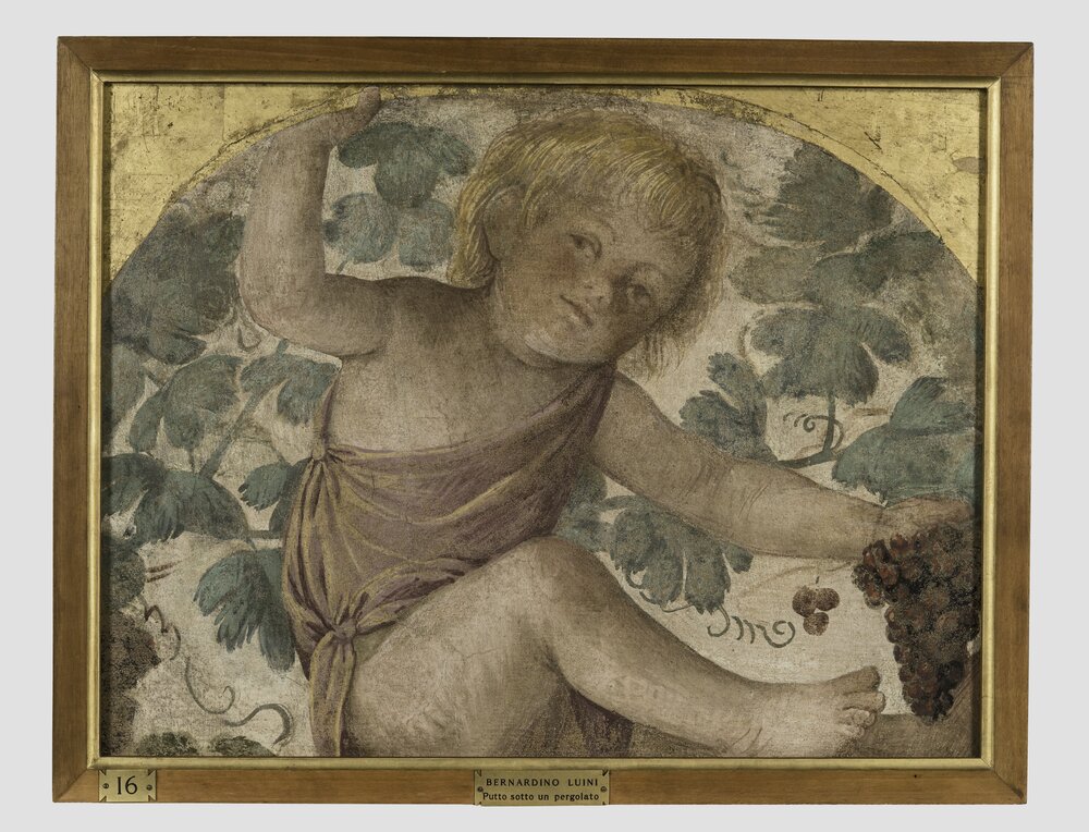 Milano, Pinacoteca di Brera, B. Luini, Putto vendemmiante, inv. 7 - dopo il restauro