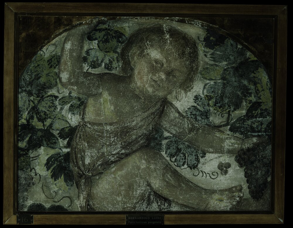 Milano, Pinacoteca di Brera, B. Luini, Putto vendemmiante, inv. 7 - analisi UV