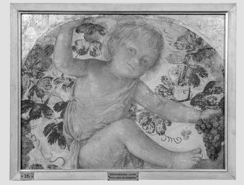 Milano, Pinacoteca di Brera, B. Luini, Putto vendemmiante, inv. 7 - infrarosso IR (950 nm)