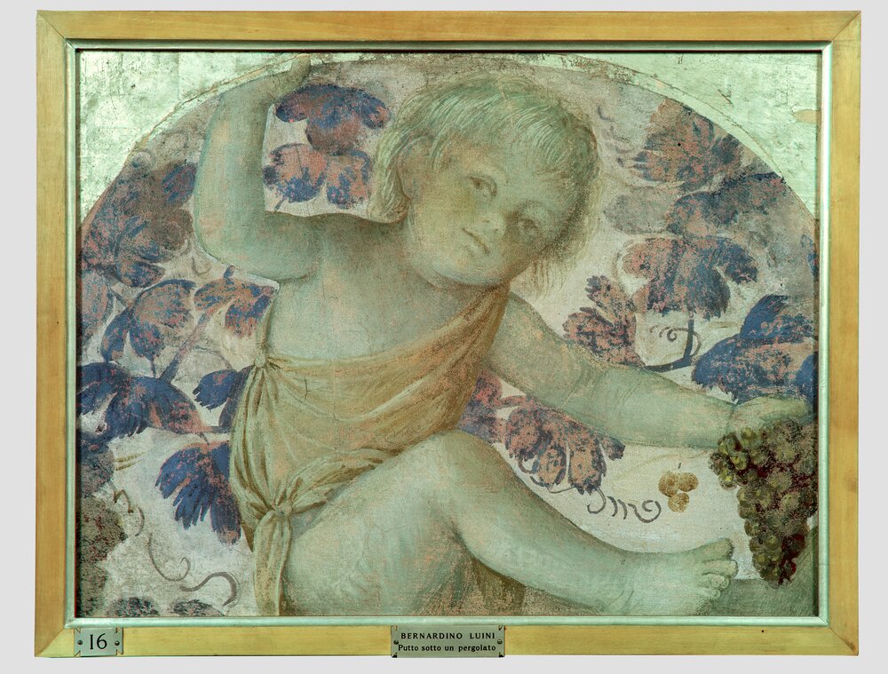 Milano, Pinacoteca di Brera, B. Luini, Putto vendemmiante, inv. 7 - infrarosso in falso colore (950 nm)